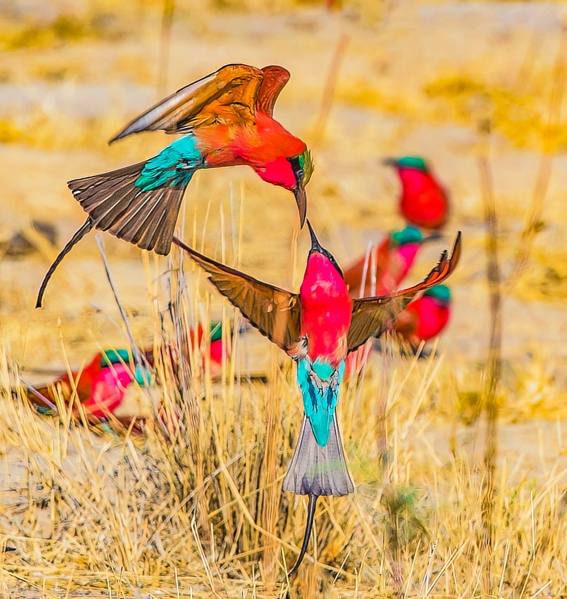 PaulWatkins14's tweet photo. The exquisite Southern Carmine Bee-eater @NatGeoPhotos @snapagency #BBCWildlifePOTD #TwitterNatureCommunity #wildlifephotography #NaturePhotography #birding #caprivi https://t.co/LkUuuvVe8C