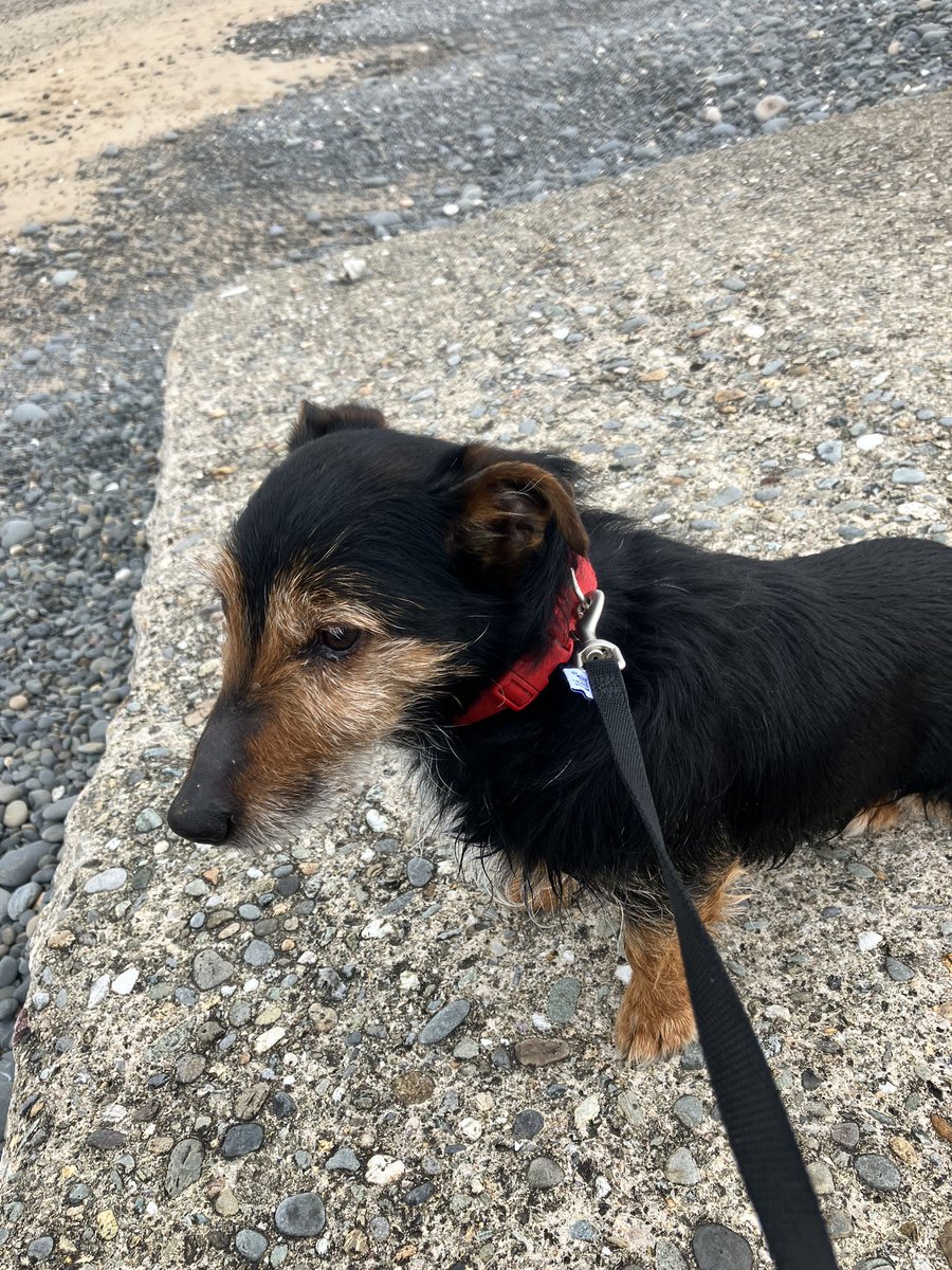 CuesJoey's tweet photo. Morning walk with my mate at Aberdovey
#aberdovey #welshbeaches #chill #indiefriends #DogsOnTwitter https://t.co/rPbyXYe2Yr