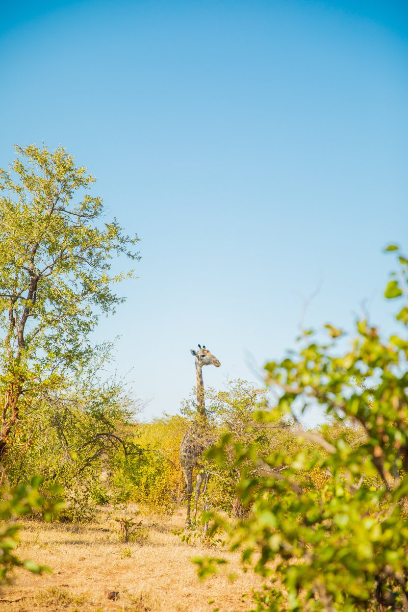 Wild Africa tweet media