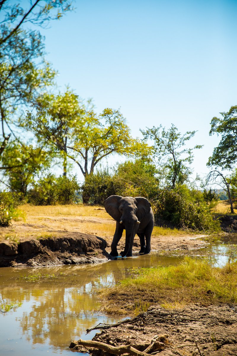 Exploring the wonders of Zim with our incredible #MusicForWildlife ambassadors @MizzBombshell & @OfficialMampi! 🙌 From towering giraffes, endearing warthogs, & majestic elephants - it was an adventure & an important reminder why we’re promoting the protection of wildlife. #VFC