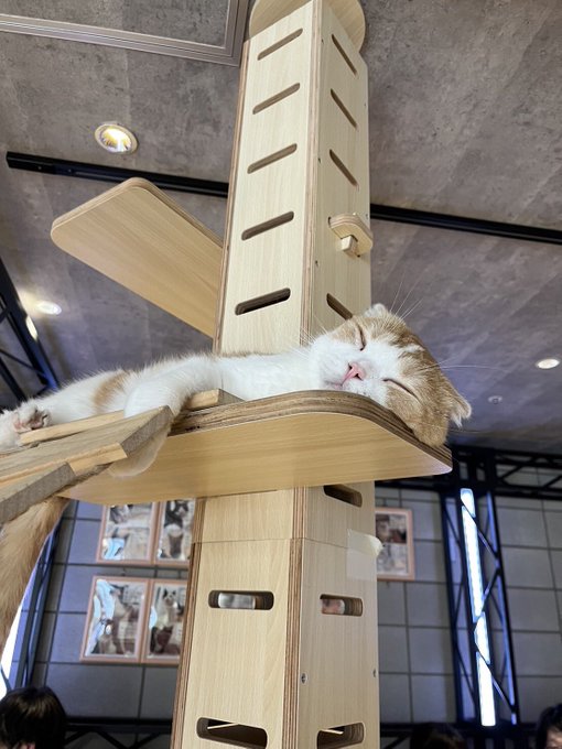 Twitterのコスプレ画像9