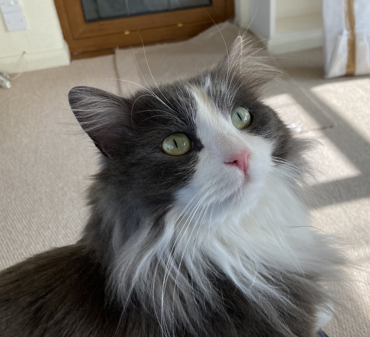 hselftax's tweet photo. I should be unpacking boxes but Madam Floof has decided she wishes to sit on me.
#Catnapped https://t.co/yK0KF0Nce6