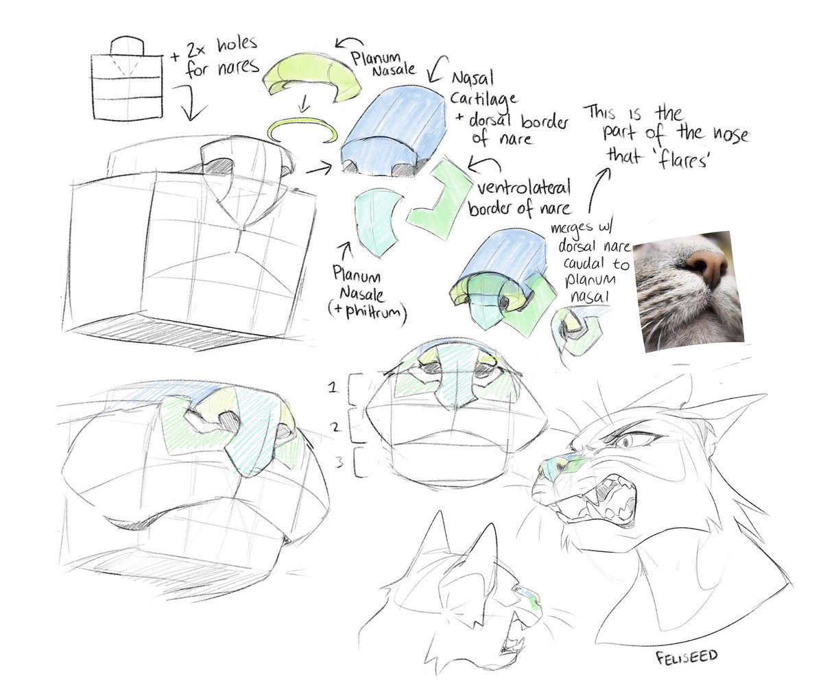 felis_seed's tweet photo. Nose Tutorial based on a few studies! The shapes are loosely based on anatomical structures!

#furry #furryart #furryartwork #furryartist #furrytutorial https://t.co/hIQ1wwxg9b
