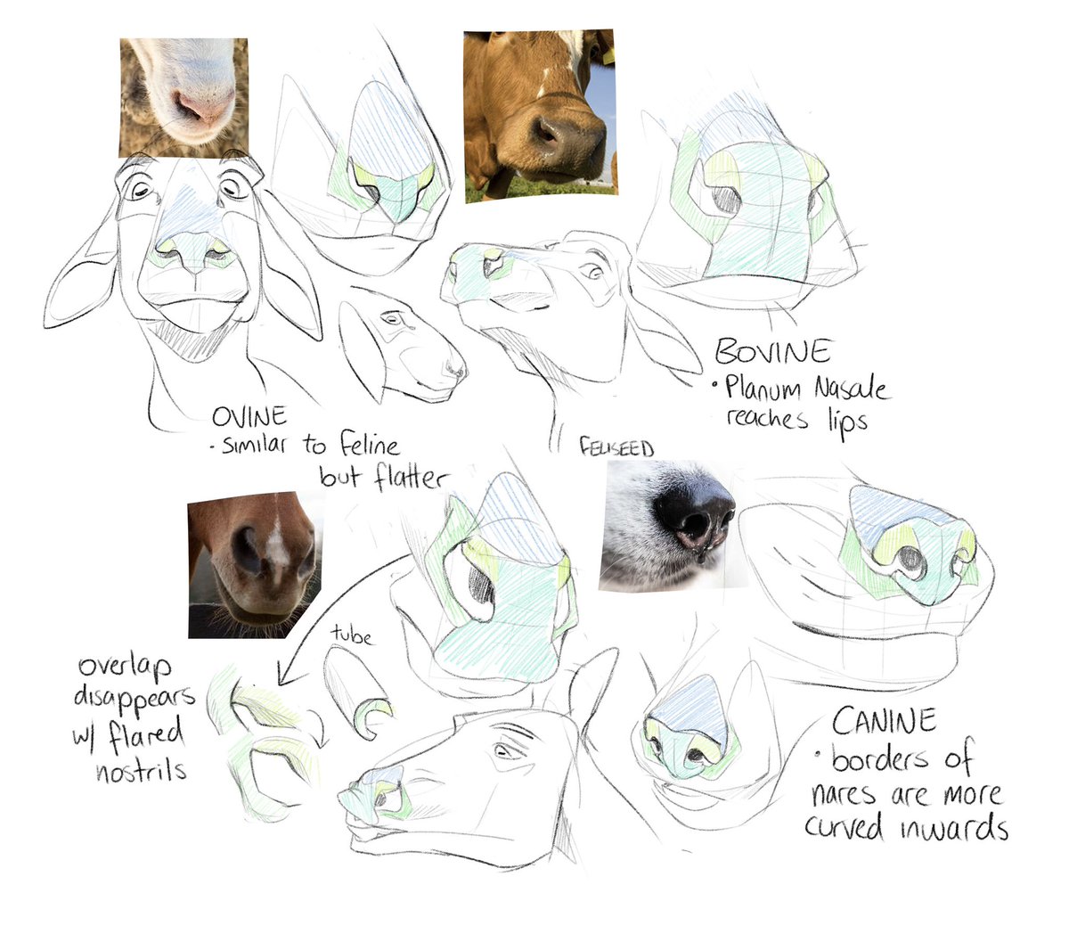 felis_seed's tweet photo. Nose Tutorial based on a few studies! The shapes are loosely based on anatomical structures!

#furry #furryart #furryartwork #furryartist #furrytutorial https://t.co/hIQ1wwxg9b