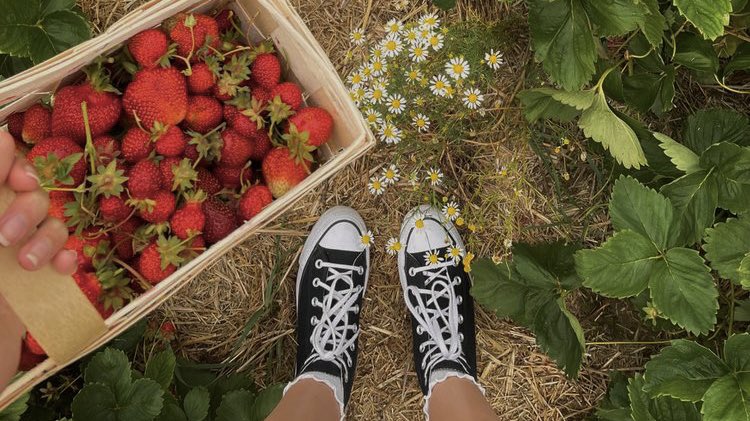 malusokay's tweet photo. Strawberry picking 🍓 https://t.co/kaqgMigo8b