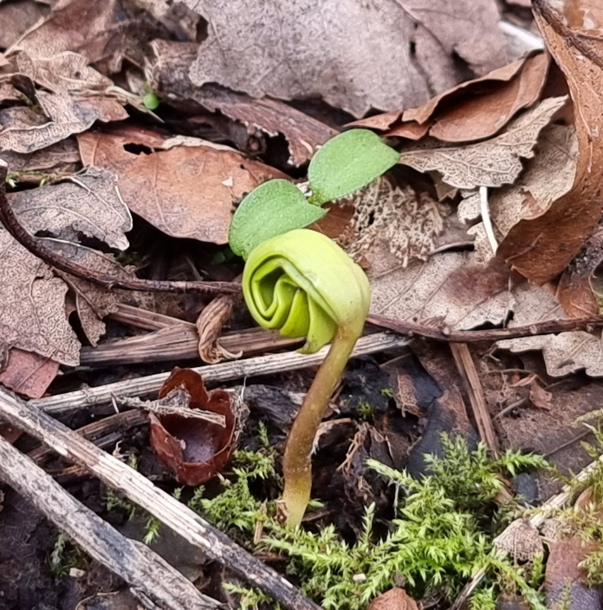 My_ScienceClub's tweet image. The explosion of new life that happens in Spring is amazing. Its a perfect time of year to get outside and take an #upcloseandpersonal look at what's going on.
Share what you find on your #gardensafari