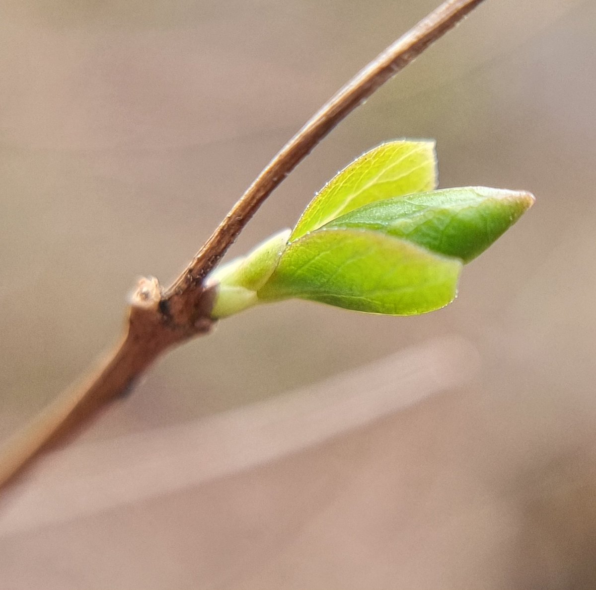 My_ScienceClub's tweet image. The explosion of new life that happens in Spring is amazing. Its a perfect time of year to get outside and take an #upcloseandpersonal look at what's going on.
Share what you find on your #gardensafari