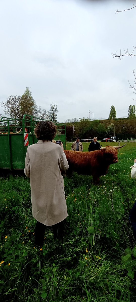AgamennoneBea's tweet photo. Arrivée de Malabar et Panda, 2 mâles Highlands à Metz Magny 
#ecologieurbaine
@EnergiesMetz https://t.co/vdPYMZUr7O