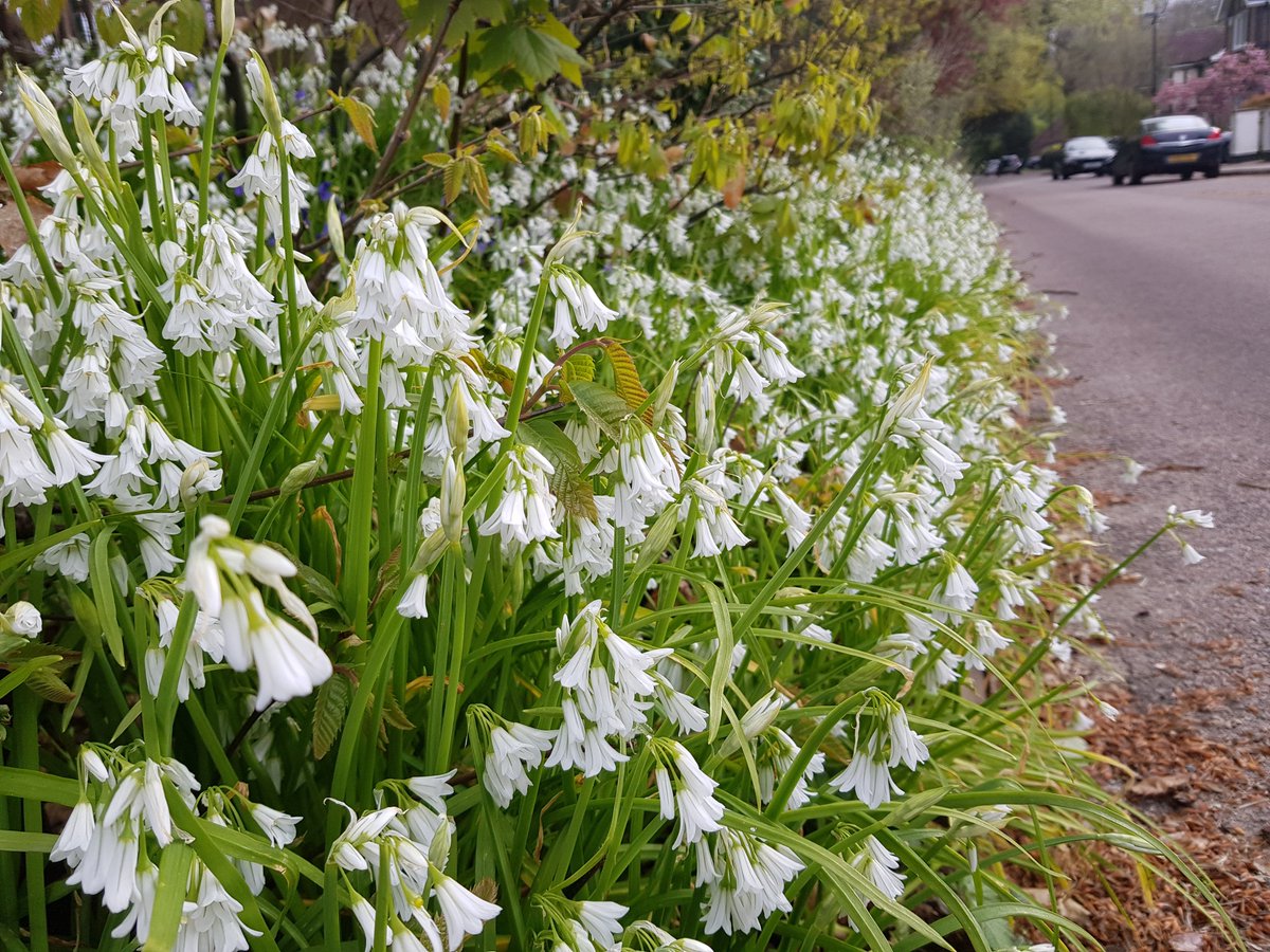Swathes of flowers are bursting into spectacular life across our local woods and roadsides right now, like these three-cornered leeks on Sandpits Road.