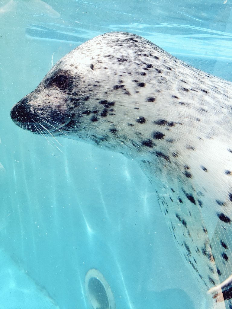 no humans animal whiskers animal focus oversized animal sky seal (animal)  illustration images