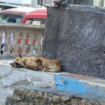 Photo by بابا شارو وام شارو وانور وجدي حد عاوز حاجة ؟ (@SammyShafi1)
