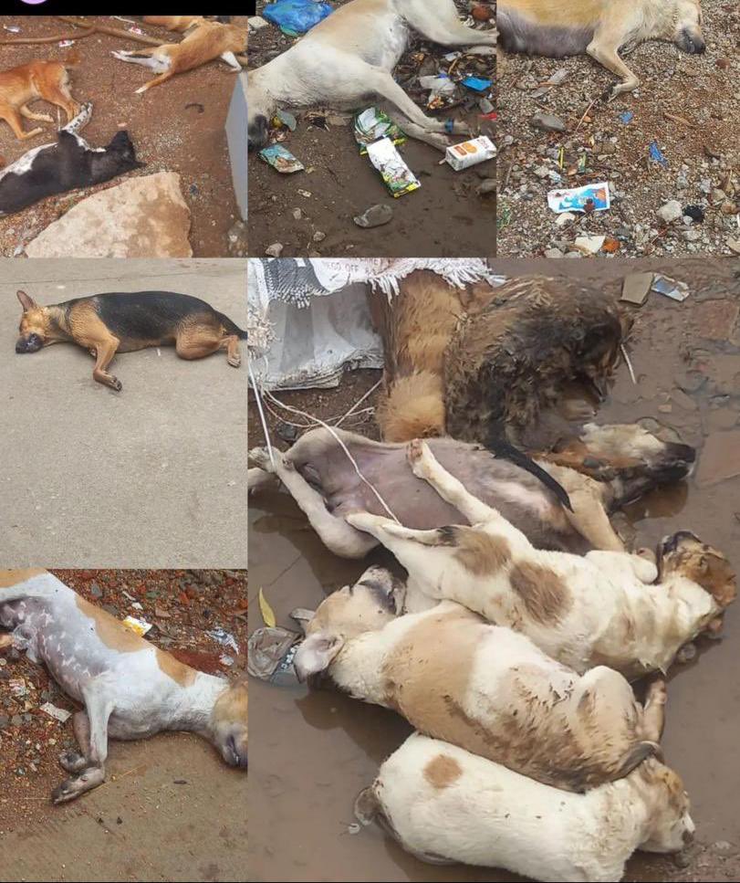 HelpingHandsahm's tweet photo. GRAPHIC CONTENT 🆘 ⚠️ 

More than 100 dogs killed at Turkapalli ShamirpetMandal
#Telangana
I request everyone to please raise voice for our animals. If not now then never again. We won't have any community animals left in this country.
Please tag Telangana authorities https://t.co/0T4moQwING
