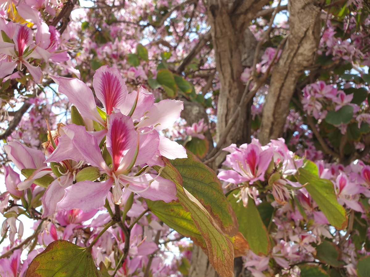 MyCypruslife's tweet photo. #orchidtree #flowers #pinkflowers It is the season for this one now on the island of #Cyprus https://t.co/Ob03w4JJ2k