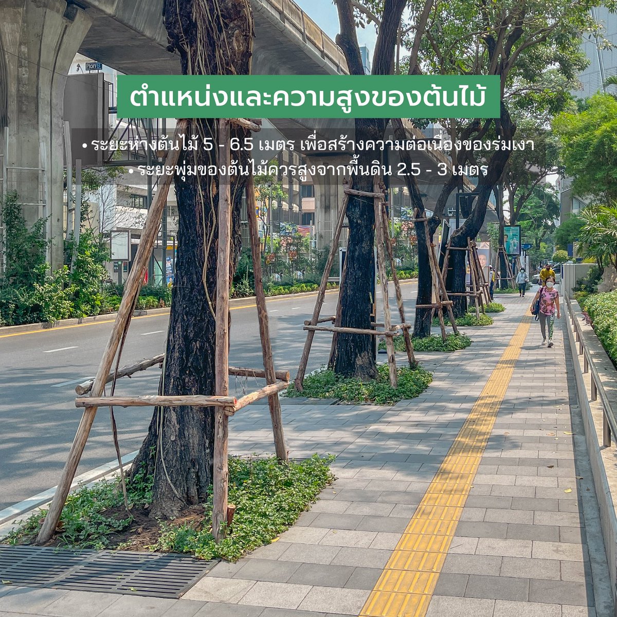 HSFbyForum's tweet photo. แด่ feel like 40 องศา ☀️ ในวันที่อากาศร้อนสุดๆ แบบนี้ การจะทำให้เดินแล้วรู้สึกสบายขึ้นและไม่ร้อนจนเกินไปนัก คือการมีร่มเงาต่อเนื่องบนทางเท้า วันนี้เราพามาดูกันว่าต้นไม้ริมทางเท้าวางยังไง เลือกพันธุ์ยังไง และรักษาดูแลยังไงผ่านตัวอย่างต้นไม้ริมทางเท้าสีลมกัน https://t.co/Y3LoqG5eYL