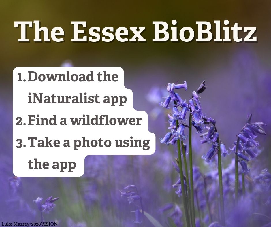 Help us record 20,000 photos of wildflowers by 30 September! 🌸

How to contribute to important climate change research 👉 bit.ly/3Tf6Ce9

<a href="/Uni_of_Essex/">University of Essex</a> <a href="/EssexLifeSci/">School of Life Sciences, University of Essex</a> <a href="/microbeEcology/">Dave Clark</a>