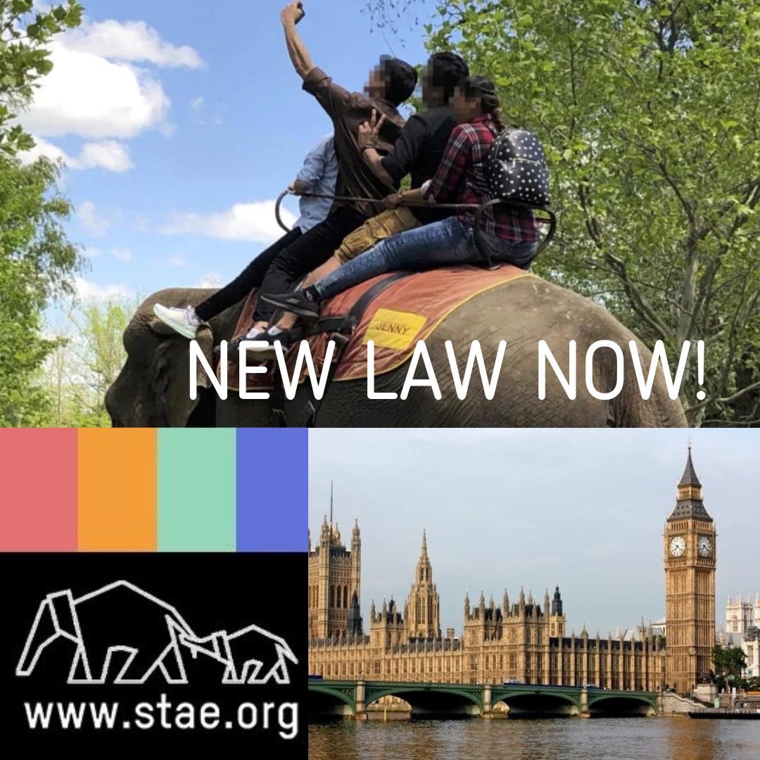 PLEASE sign and share STAE’s petition to help protect Asian elephants from brutal tourism abuse. NEW LAW NOW!  
bit.ly/STAEpetition
<a href="/ZacGoldsmith/">Zac Goldsmith</a>  <a href="/alexsobel/">Alex Sobel MP for Leeds Central and Headingley</a>  @AJRichardsonMP  <a href="/SueHayman1/">Sue Hayman</a>  <a href="/BillBailey/">Bill Bailey</a>  <a href="/reallorraine/">Lorraine</a>  <a href="/dan710ths/">Dan Richardson</a>
