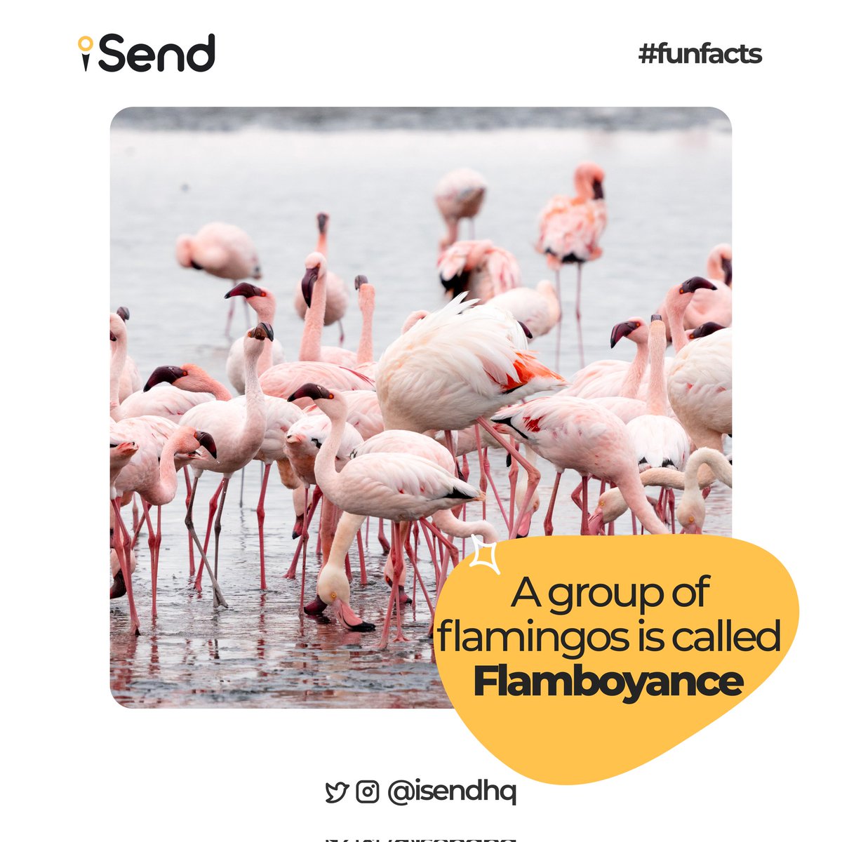 isendHQ's tweet photo. 🦩💕 Not only are these birds elegant in pink, but they also boast one of the most flamboyant names in the animal kingdom, which you can share as a fun fact with your friends.
#FlamboyanceOfFlamingos #DidYouKnow #AnimalFunFacts 🌎🐦"
#logistics #isend #lagos #vendor #riders https://t.co/cyGOUyoVeF