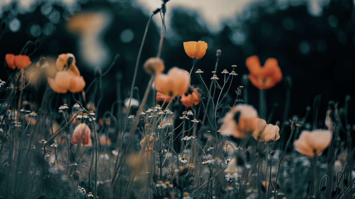 noco3n_com's tweet photo. 「 Quaint poppy World 」 https://t.co/wkDVQvXKhW