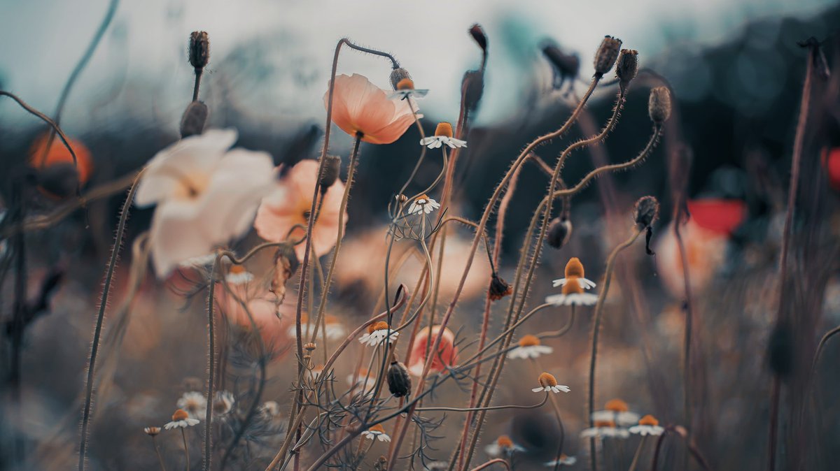 noco3n_com's tweet photo. 「 Quaint poppy World 」 https://t.co/wkDVQvXKhW