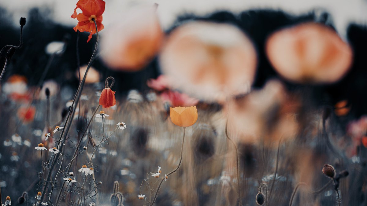 noco3n_com's tweet photo. 「 Quaint poppy World 」 https://t.co/wkDVQvXKhW
