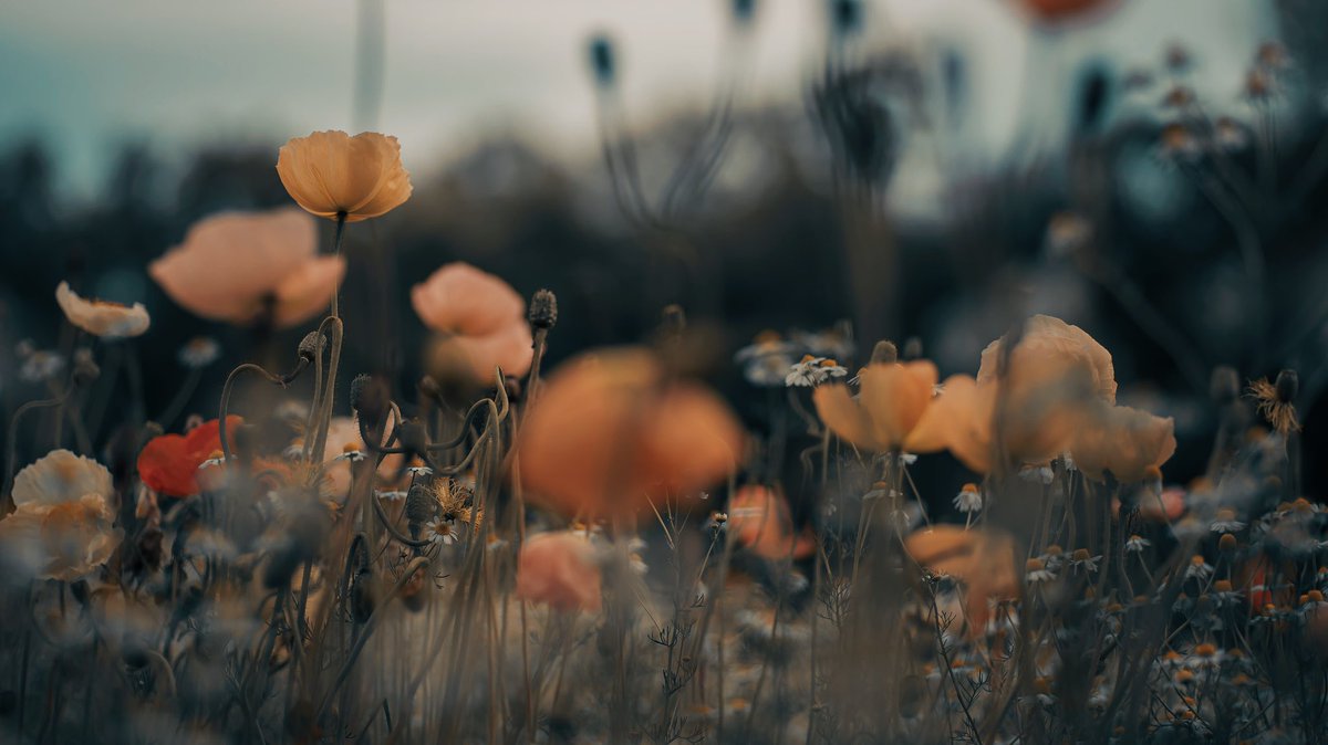 noco3n_com's tweet photo. 「 Quaint poppy World 」 https://t.co/wkDVQvXKhW