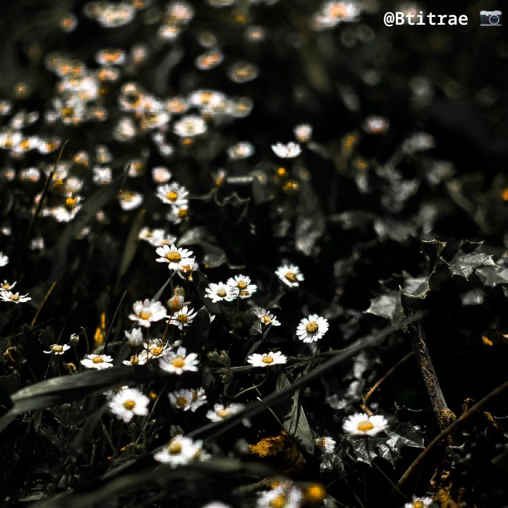 BtitraNaitbouda's tweet photo. .D A I S Y. 🌼 .H O P E. 
.
#flowerphotography #flowers #flowerstagram #photooftheday #photographie #spring #hope #algeria #algerie #bejaia #bgayet #seddouk #Seddouk_ouadda #instagram #pictures #photos #sora #daisy #daisyflower #loveislove https://t.co/0C3WnLocTA
