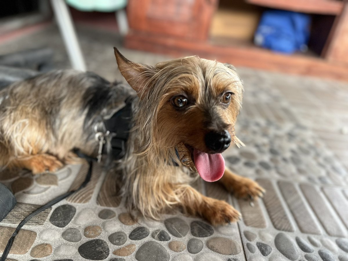 Bita89411537291's tweet photo. Hi! Help me find Louise please..
He's been missing for 6 days..
Lokasi : SRENGSENG SAWAH JAGAKARSA

perhaps anyone see it, kindly dm me please!☹️🙏🏻 https://t.co/CHUP1BHLf0