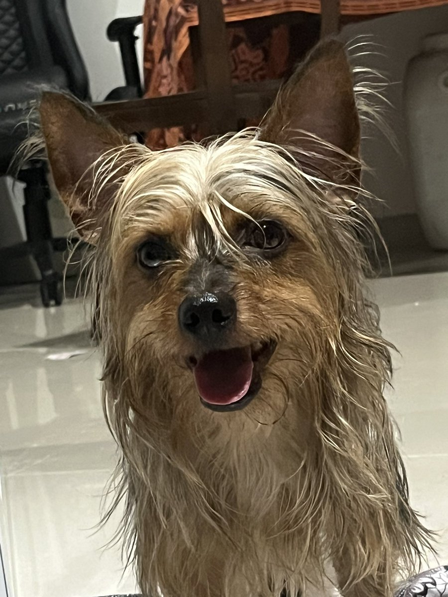 Bita89411537291's tweet photo. Hi! Help me find Louise please..
He's been missing for 6 days..
Lokasi : SRENGSENG SAWAH JAGAKARSA

perhaps anyone see it, kindly dm me please!☹️🙏🏻 https://t.co/CHUP1BHLf0