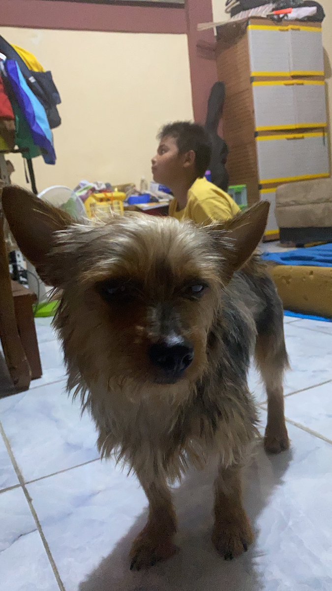 Bita89411537291's tweet photo. Hi! Help me find Louise please..
He's been missing for 6 days..
Lokasi : SRENGSENG SAWAH JAGAKARSA

perhaps anyone see it, kindly dm me please!☹️🙏🏻 https://t.co/CHUP1BHLf0