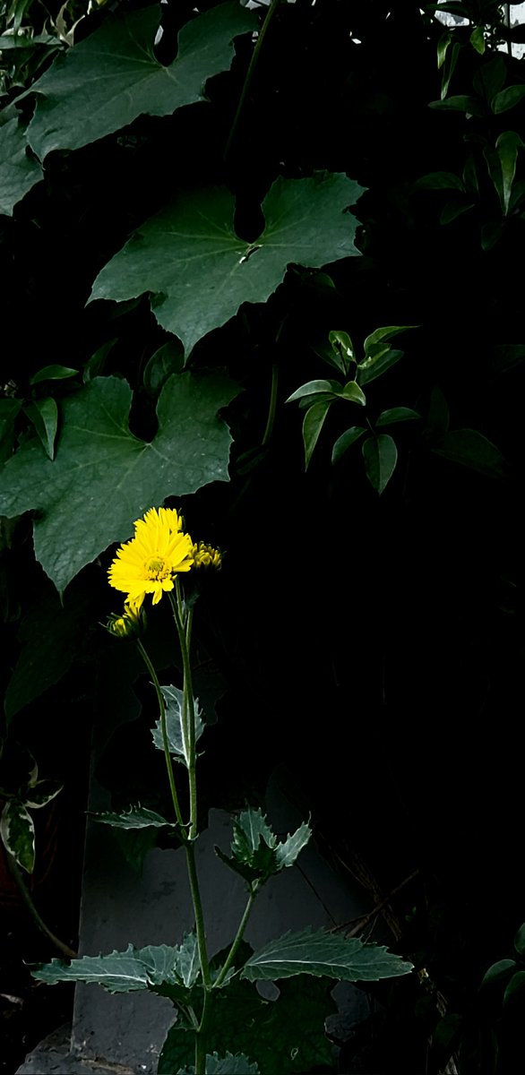 NewPhotog3's tweet photo. Common sunflower 🌻 
#viralreels #trendingreels #facebookreels #tiktokviral #baby #vibes #viratkohli #PSL #new #comedy #viral #viralpost #viralvideo #viralshorts #VIP #Youtube #india #Pakistan https://t.co/VRrf0Uo705
