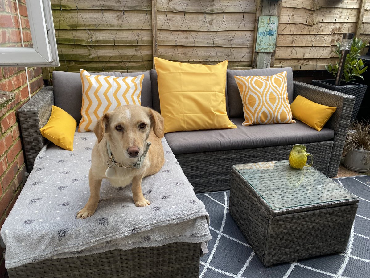 Look at this gorgeous girl 😍 enjoying the space outside. Kamila is ready for #adoption now. She’s such a sweet little girl, loves her teddy &amp; food. Fully toilet &amp; crate trained. Loved to steal slippers too 😂 full of fun she is. <a href="/GWDRescue/">Girls with Dogs Rescue</a> are handling her adoption. <a href="/GillyMeeky/">Gill Meek</a>