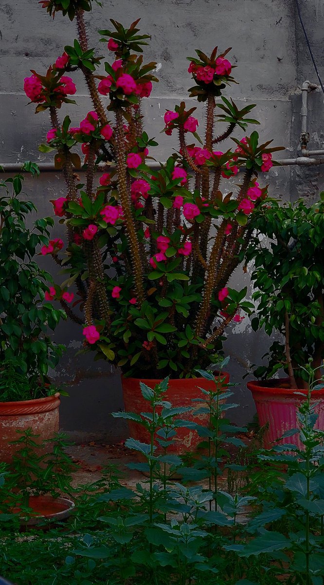 NewPhotog3's tweet photo. Flower 🌷
#viralreels #trendingreels #facebookreels #tiktokviral #baby #vibes #viratkohli #PSL #new #comedy #viral #viralpost #viralvideo #viralshorts #VIP #Youtube #india #Pakistan https://t.co/kr5vPSmSDB