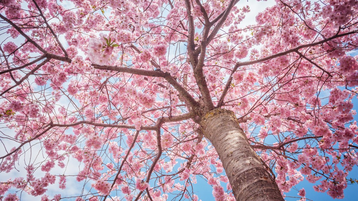 WWF's tweet photo. There are over 60,000 known species of trees in the world. 😲

And more are being identified to science every year! https://t.co/syNQWA9tUw