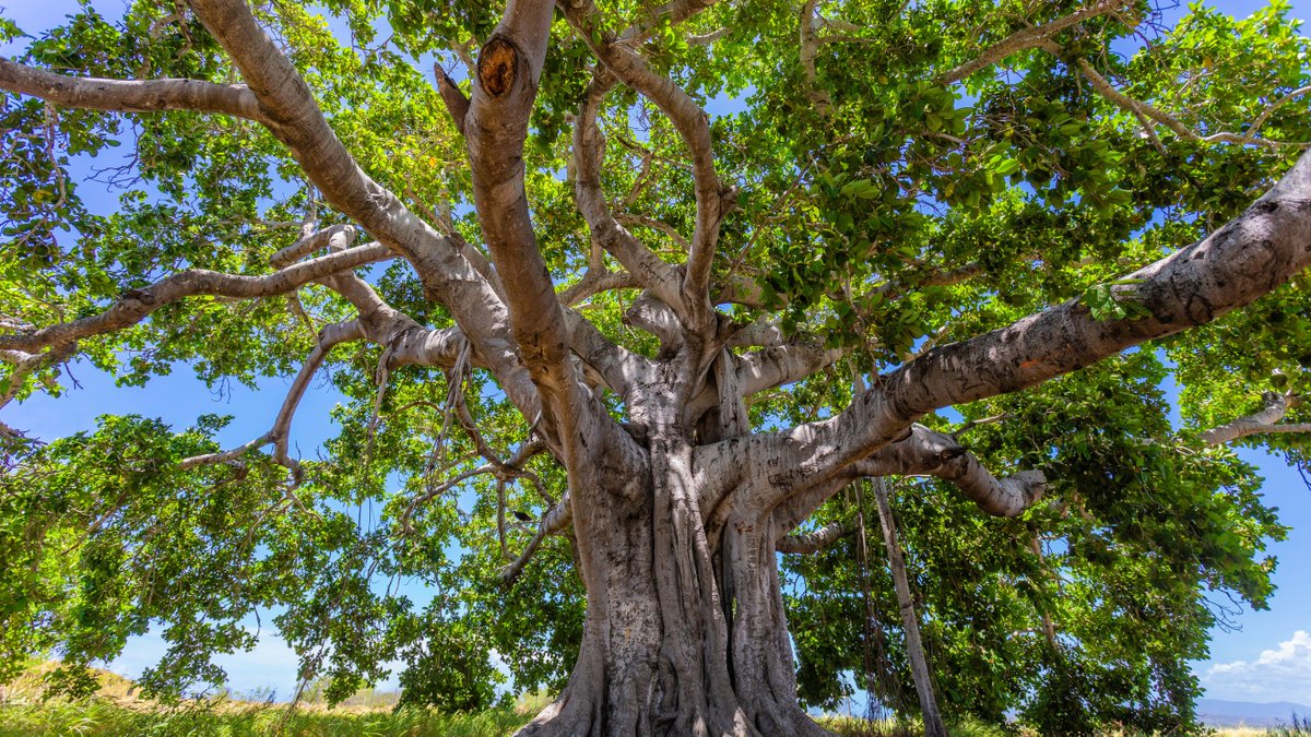 WWF's tweet photo. There are over 60,000 known species of trees in the world. 😲

And more are being identified to science every year! https://t.co/syNQWA9tUw