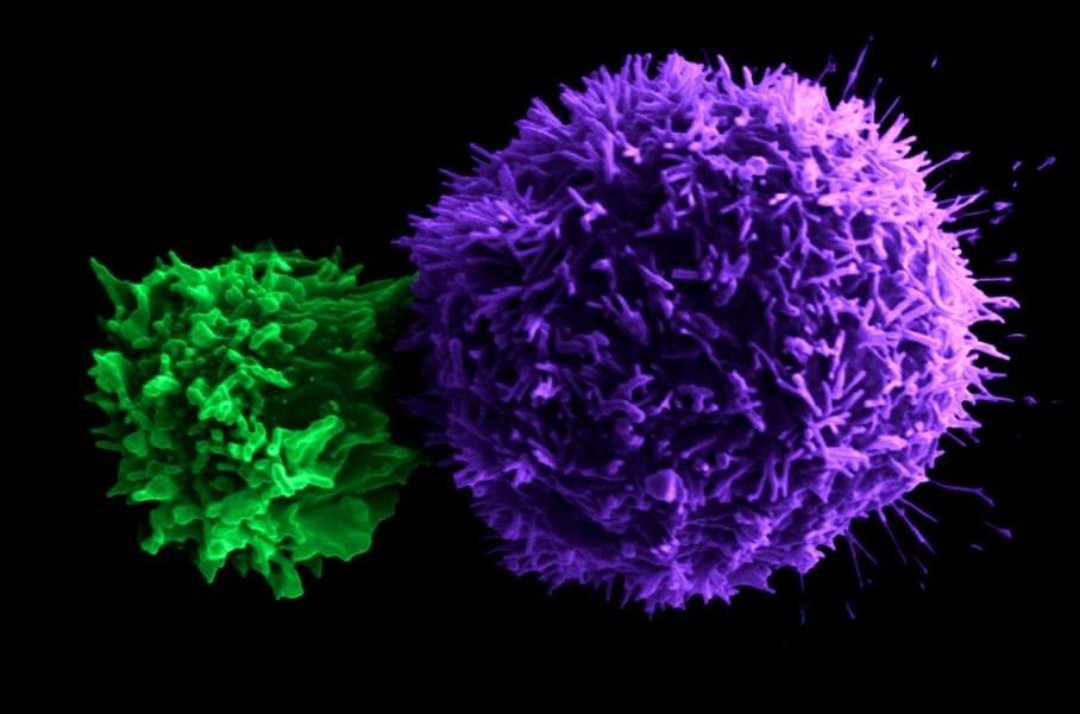 Today is International #DayofImmunology and an opportunity to acknowledge the important progress science has made in this field. At @Innate Pharma, we are continuing to advance research on NK cells as the next generation of #immunotherapy treatments.