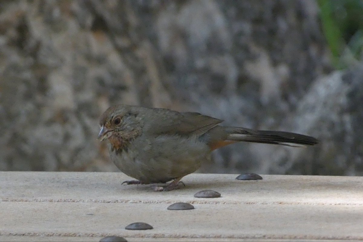 Karlustarlux's tweet photo. toquí de Califòrnia (Melozone crissalis) https://t.co/GcFmZiEa9x