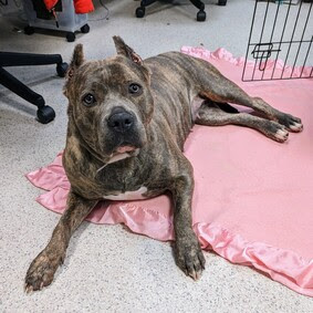PoundHoundsResQ's tweet photo. Another dog we'd love to save is Megan.
​​​Megan 🎀 168933 ​4Y 🌸 Owner Surrender 🌸 Female 🌸 77 lbs.
Means of surrender (length of time in previous home):Owner Surrender
Behavior toward strangers:Can be shy at first, then friendly
Behavior toward children:Relaxed, playful, and respectful
Behavior toward dogs:Relaxed, playful, and respectful but if they jumps on her will snap and bark
Resource guarding:None reported
Bite history:None reported
Housetrained:Yes
Energy level/descriptors:Megan is described as friendly, affectionate, playful, shy, confident, excitable, independent, and anxious with a high level of activity.
Other Notes:Megan is often anxious when left home alone and will sometimes chew on the soles of shoes.
Basic Information:Megan is a 2 year old, female dog.

How is this dog around strangers?Megan is friendly/outgoing after being shy for a few minutes around strangers. She plays gentle and occasionally will play somewhat rough.
How is this dog around children?Megan has spent time with a child as young as 5 years old. She is relaxed/playful and respectful around children. She will play gentle with children.
How is this dog around other dogs?Megan is relaxed, respectful and very tolerant around other dogs. She will play exuberant around other dogs. She does not like when other dogs jump on her, she will snap and bark at them.
How is this dog around cats?Megan has not spent time around cats; her behavior is unknown.
Resource guarding:Megan is not bothered when touching food or bowl while eating and when taking bone/rawhide/treat away. She is friendly and playful when taking toy/object away from her.
Bite history:No bite history.
Housetrained:Yes
If you are interested in fostering, please fill out this form:

https://t.co/mrmlzF2D7L