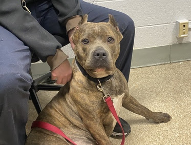 PoundHoundsResQ's tweet photo. Another dog we'd love to save is Megan.
​​​Megan 🎀 168933 ​4Y 🌸 Owner Surrender 🌸 Female 🌸 77 lbs.
Means of surrender (length of time in previous home):Owner Surrender
Behavior toward strangers:Can be shy at first, then friendly
Behavior toward children:Relaxed, playful, and respectful
Behavior toward dogs:Relaxed, playful, and respectful but if they jumps on her will snap and bark
Resource guarding:None reported
Bite history:None reported
Housetrained:Yes
Energy level/descriptors:Megan is described as friendly, affectionate, playful, shy, confident, excitable, independent, and anxious with a high level of activity.
Other Notes:Megan is often anxious when left home alone and will sometimes chew on the soles of shoes.
Basic Information:Megan is a 2 year old, female dog.

How is this dog around strangers?Megan is friendly/outgoing after being shy for a few minutes around strangers. She plays gentle and occasionally will play somewhat rough.
How is this dog around children?Megan has spent time with a child as young as 5 years old. She is relaxed/playful and respectful around children. She will play gentle with children.
How is this dog around other dogs?Megan is relaxed, respectful and very tolerant around other dogs. She will play exuberant around other dogs. She does not like when other dogs jump on her, she will snap and bark at them.
How is this dog around cats?Megan has not spent time around cats; her behavior is unknown.
Resource guarding:Megan is not bothered when touching food or bowl while eating and when taking bone/rawhide/treat away. She is friendly and playful when taking toy/object away from her.
Bite history:No bite history.
Housetrained:Yes
If you are interested in fostering, please fill out this form:

https://t.co/mrmlzF2D7L