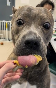 PoundHoundsResQ's tweet photo. Another dog we'd love to save is Megan.
​​​Megan 🎀 168933 ​4Y 🌸 Owner Surrender 🌸 Female 🌸 77 lbs.
Means of surrender (length of time in previous home):Owner Surrender
Behavior toward strangers:Can be shy at first, then friendly
Behavior toward children:Relaxed, playful, and respectful
Behavior toward dogs:Relaxed, playful, and respectful but if they jumps on her will snap and bark
Resource guarding:None reported
Bite history:None reported
Housetrained:Yes
Energy level/descriptors:Megan is described as friendly, affectionate, playful, shy, confident, excitable, independent, and anxious with a high level of activity.
Other Notes:Megan is often anxious when left home alone and will sometimes chew on the soles of shoes.
Basic Information:Megan is a 2 year old, female dog.

How is this dog around strangers?Megan is friendly/outgoing after being shy for a few minutes around strangers. She plays gentle and occasionally will play somewhat rough.
How is this dog around children?Megan has spent time with a child as young as 5 years old. She is relaxed/playful and respectful around children. She will play gentle with children.
How is this dog around other dogs?Megan is relaxed, respectful and very tolerant around other dogs. She will play exuberant around other dogs. She does not like when other dogs jump on her, she will snap and bark at them.
How is this dog around cats?Megan has not spent time around cats; her behavior is unknown.
Resource guarding:Megan is not bothered when touching food or bowl while eating and when taking bone/rawhide/treat away. She is friendly and playful when taking toy/object away from her.
Bite history:No bite history.
Housetrained:Yes
If you are interested in fostering, please fill out this form:

https://t.co/mrmlzF2D7L