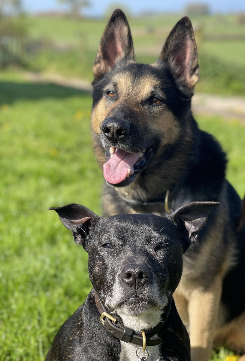 On #StaffieSaturday I’m looking after Quest he is still feeling sore after the start of his #StemCell treatment on Thursday.   I’m supporting him through it all with mum as I’ve been through it myself.  I’ve told him it will all be worth it 🐾🐾