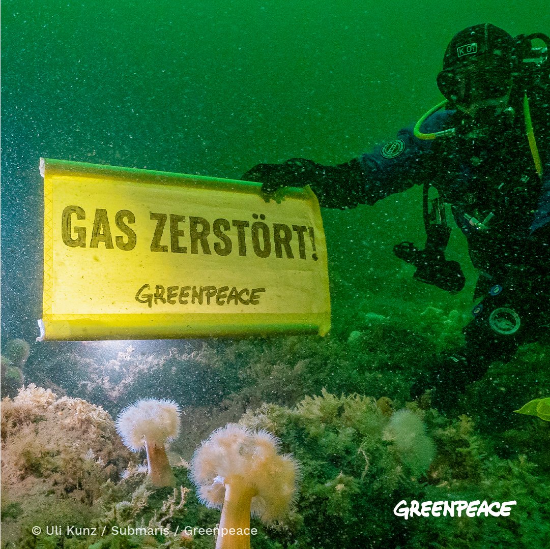 greenpeace_de's tweet photo. AUFGEDECKT: Ministerium hält brisantes Gutachten über Riffe vor Borkum unter Verschluss!!

Gemeinsam mit Submaris hat Greenpeace schützenswerte Riffstrukturen nahe Bohrstelle vor Borkum entdeckt 👉https://t.co/dirq9REYS3 https://t.co/jaWaB3fqFR