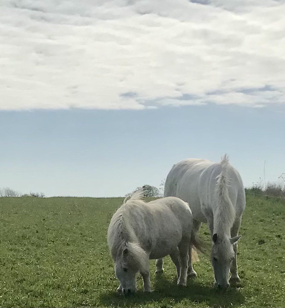 shetlandbook's tweet photo. #SaturdayMorning clear blue sky and clouds. #ponyhour #nativeponies 🇮🇪 🏴 https://t.co/FTWwIxEQPd