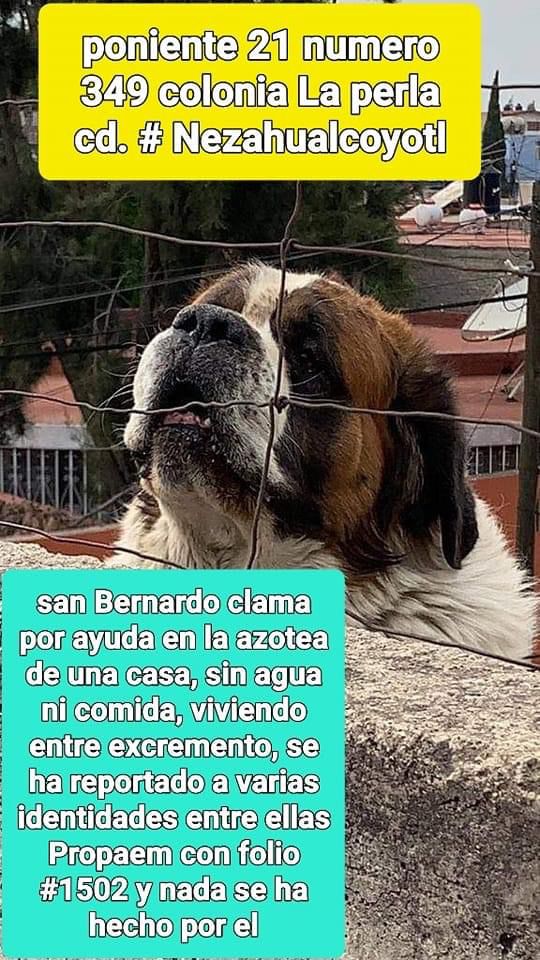 Lacasadelsalchi's tweet photo. Salchiamigos nos ayudan a dar un RT para ver si actúan las autoridades? @paotedomex @ImagenTVMex @inakimanero @ActualidadRT @rthur013 @heraldodemexico @CNNEE @ElFinanciero_Mx @El_Universal_Mx @Charofernandezr @mamiblue2015 @adn40 @telediario @launicaGatti @lavozdelasvegas @Edomex https://t.co/QBaXsyyFHP