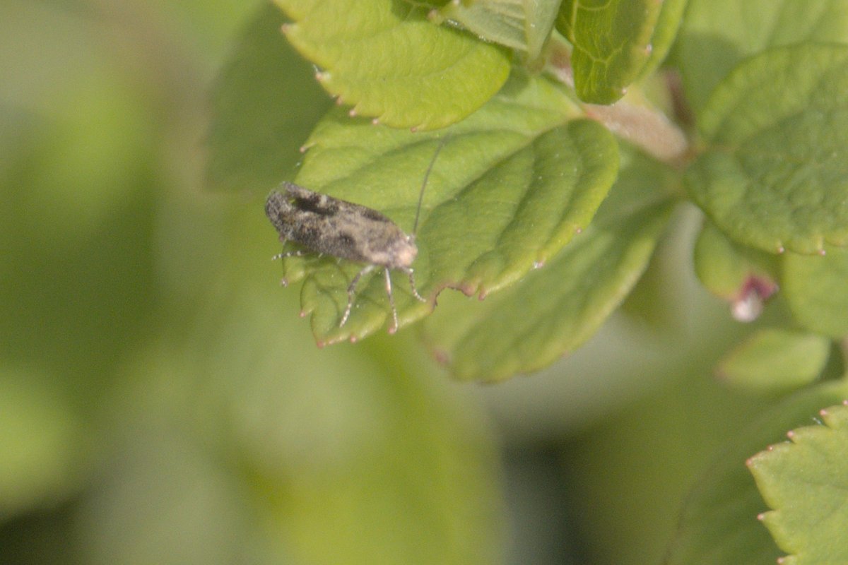 tykelister's tweet photo. Two views of the same moth in Leeds, W. Yorks. Any chance of an id.@MOTHIDUK https://t.co/DdbLk550ax