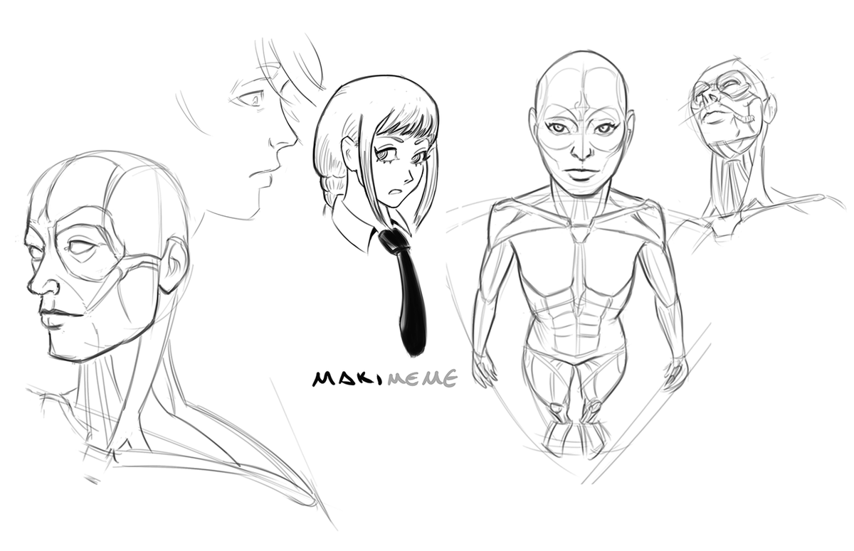 framesperhuman's tweet photo. Anatomy sketches. https://t.co/yREc21ZDkp