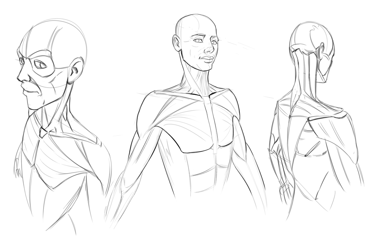 framesperhuman's tweet photo. Anatomy sketches. https://t.co/yREc21ZDkp