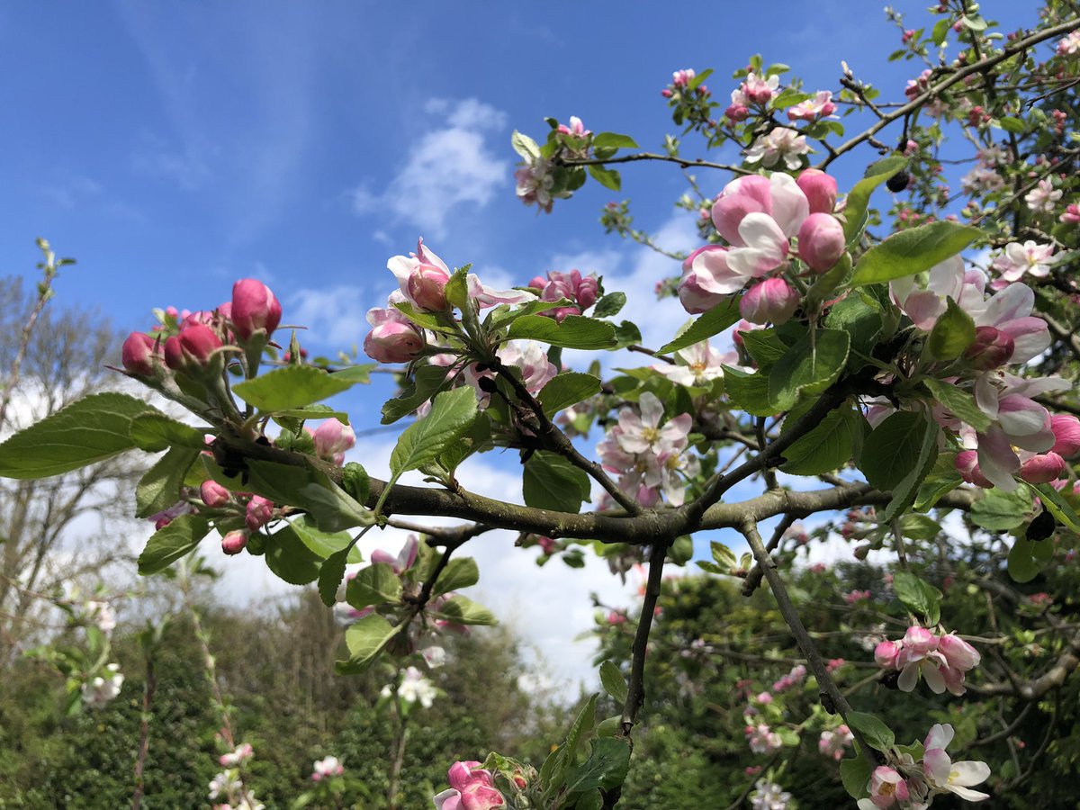 Sandeep_Raina_'s tweet photo. Apple blossom. Spring’s here. https://t.co/JrWVNRy39k