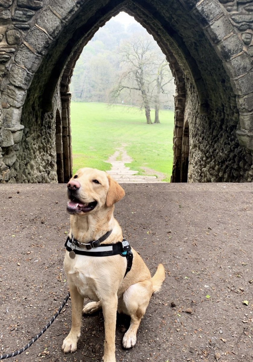 The MOST handsome of all boys 🩵 🦮