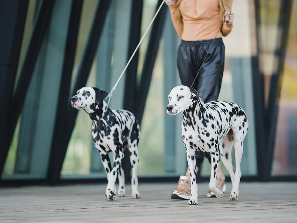 Are you tired of your dog constantly pulling on the leash during walks? Our dog training can help teach your dog how to walk calmly on a leash. #LeashTraining #DogWalking #dogtraining