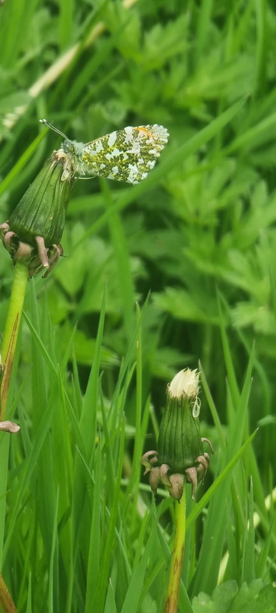 Beautiful male orange tip <a href="/ThamesPathNT/">Thames Path National Trail</a> at Appleford GP